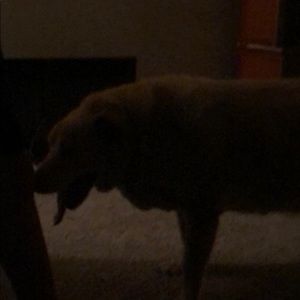 Meet your Posher, Sherry